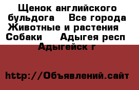 Щенок английского бульдога  - Все города Животные и растения » Собаки   . Адыгея респ.,Адыгейск г.
